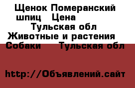 Щенок Померанский шпиц › Цена ­ 15 000 - Тульская обл. Животные и растения » Собаки   . Тульская обл.